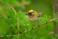 Kralicek ohnivy - Regulus ignicapilla - Firecrest o9412